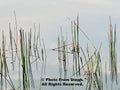 Reeds in the Water