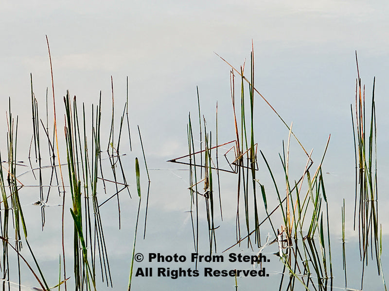 Reeds in the Water